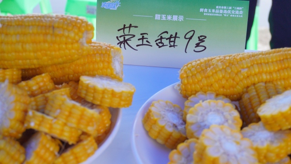 展示的香甜玉米。蘇慶攝