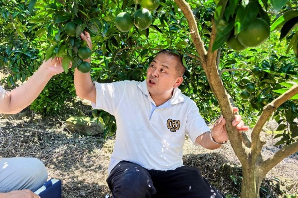 喻强正在察看枳壳挂果情况。杨晨摄