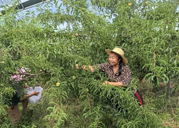 村民采摘李子。夏荣伟摄