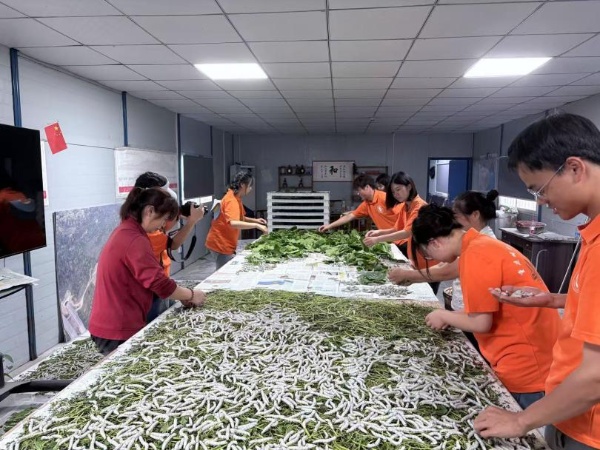 實踐團在養蠶基地學習。受訪者供圖