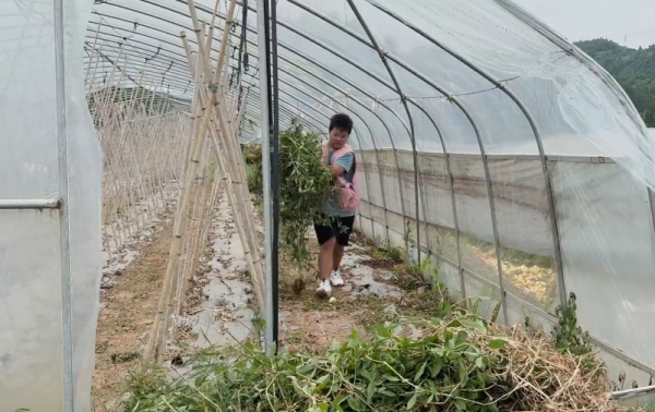 团队成员在大棚里挥汗除草。重庆移通学院供图