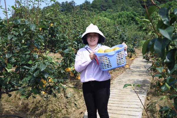 体验采摘乐趣。双河口镇供图