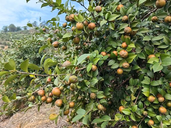 油茶良种。重庆市林业局供图