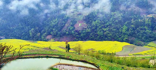 明通鎮田園風光。明通鎮供圖