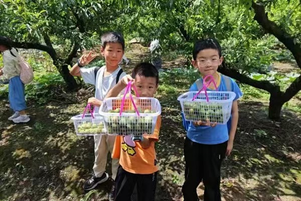西部航空組織托管班摘李子。西部航空供圖