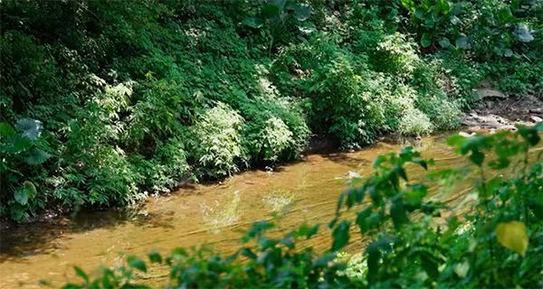 清水溪及鳳凰溪“清水綠岸”治理提升工程。重慶市住房和城鄉建設委員會供圖