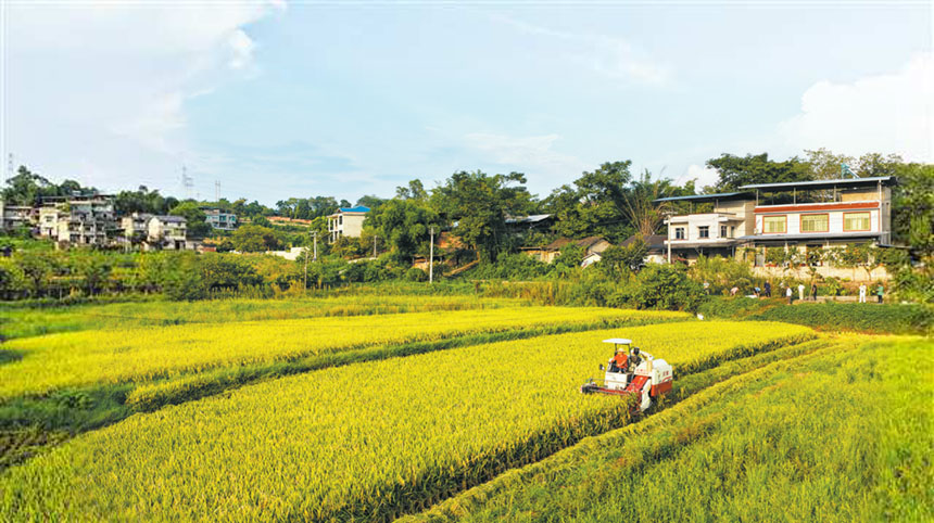 北碚区澄江镇民权村，村民驾驶收割机收割稻谷（无人机照片）。 特约摄影 秦廷富/视觉重庆