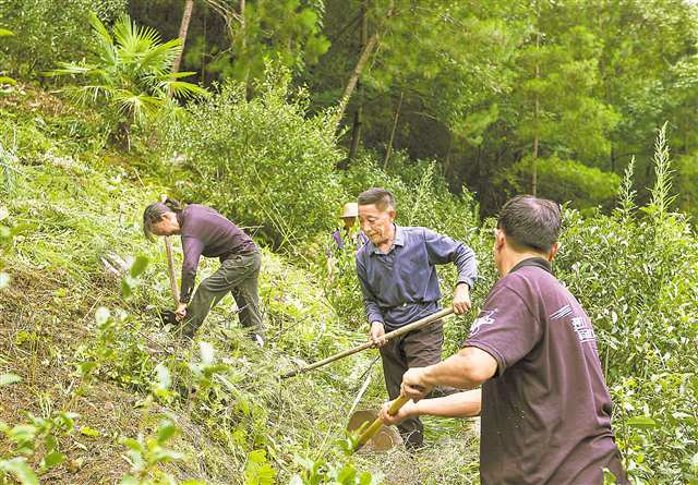 　八月十二日，开州雪宝山镇枫竹村金竹园，村民们正在为茶林除草。记者 尹诗语 摄\视觉重庆