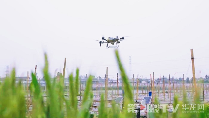 農用無人機。第1眼TV-華龍網記者 陳洋 攝