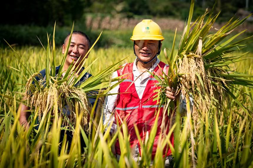 電力人員與村民一起秋收。國網永川供電公司供圖