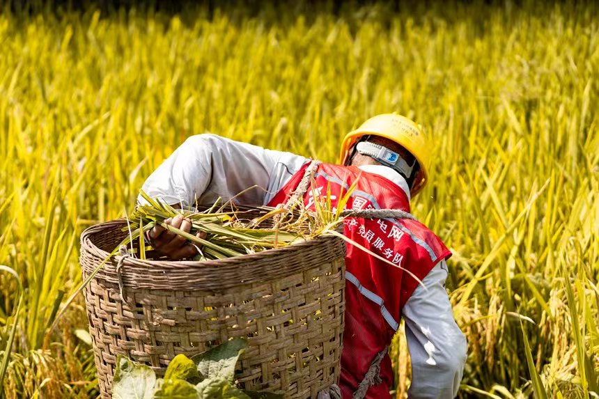 電力人員幫助村民秋收。國網永川供電公司供圖