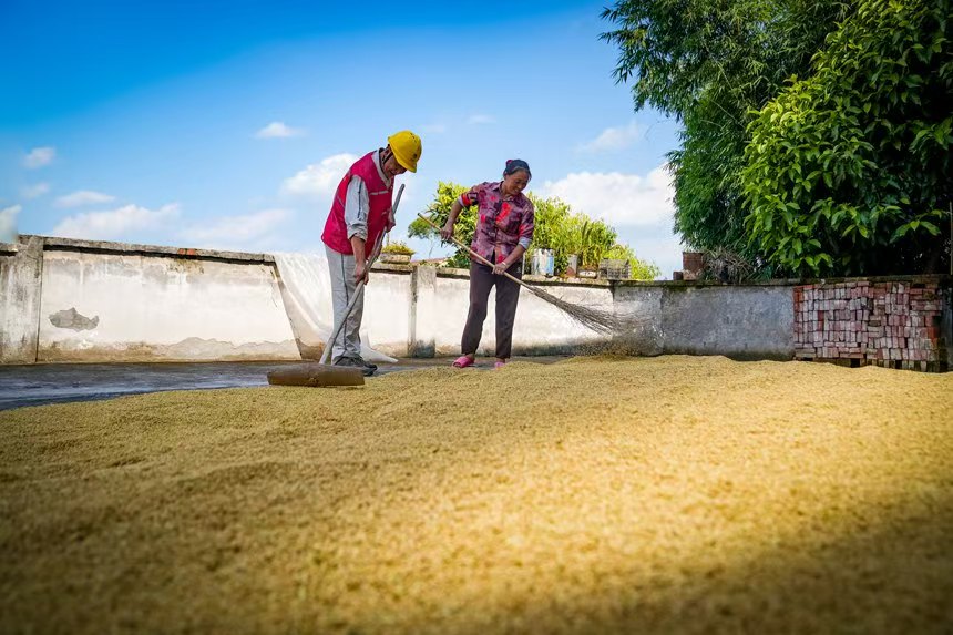 電力人員和村民一起晒谷子。國網永川供電公司供圖