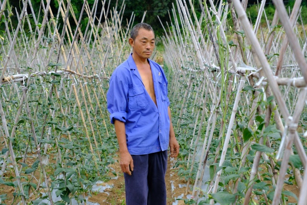 秦家虎在地里查看蔬菜生长情况。白云瑗摄