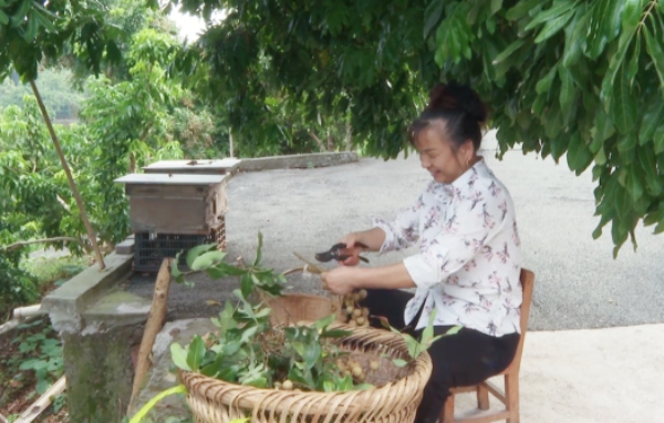果農在處理龍眼。陳和攝