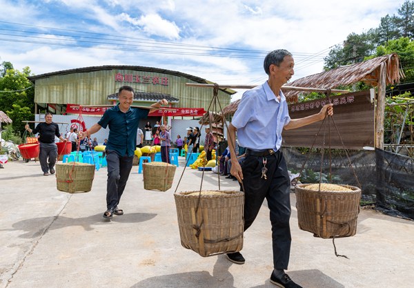 “三方共耕”分紅現場,村民們領取分紅的谷子。羅川攝