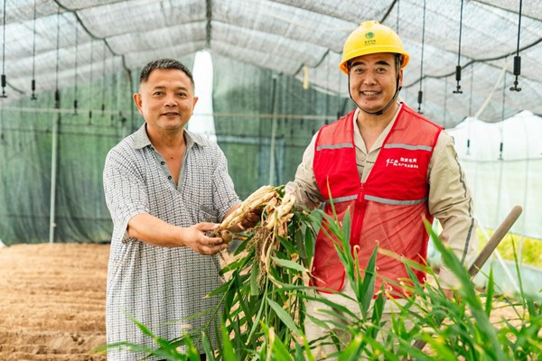 電力人員協助村民收獲生姜。國網永川供電公司供圖