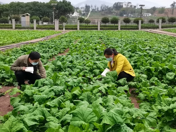 沈进娟在田间调查榨菜膨大发育的情况。受访者供图