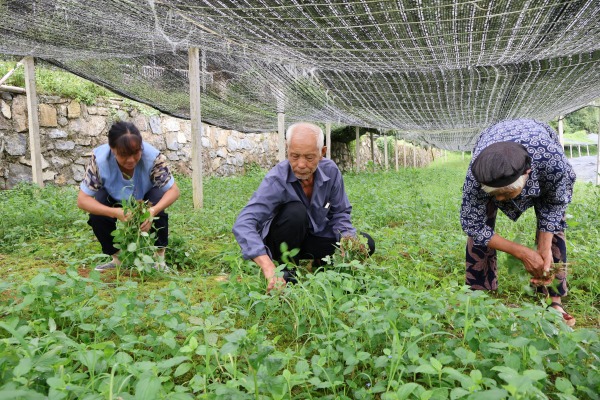 黄精人工除草。彭水融媒体中心供图