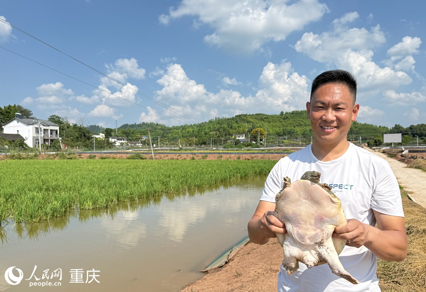 在“稻鳖共生”综合种养示范基地，袁仁刚展示养殖的甲鱼。人民网记者 胡虹摄