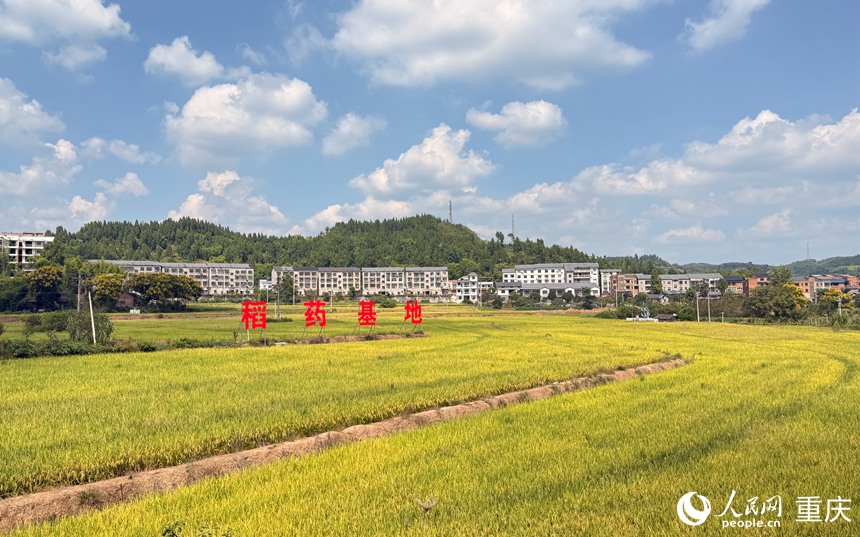 铁山镇稻药基地。人民网记者 胡虹摄