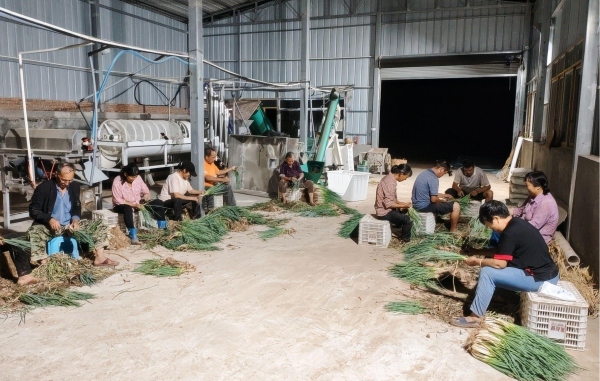 云阳县龙洞镇龙槽村群众连夜收获售卖葱花。刘德海摄