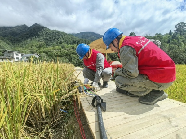 供电公司员工在田间对线路进行巡视检查。国网重庆城口供电公司供图