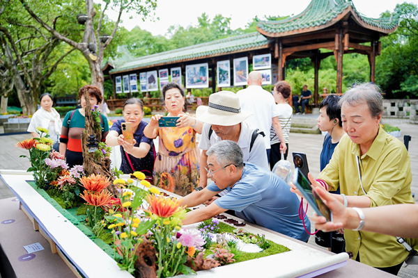 菊展现场插花，吸引游客驻足观看。活动方供图