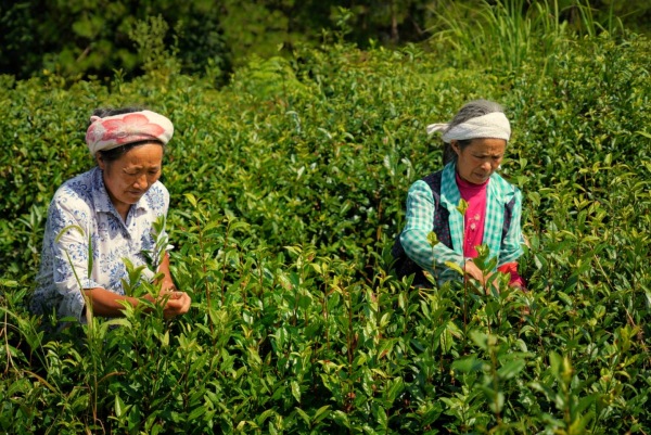 巫溪老鹰茶采摘。主办方供图