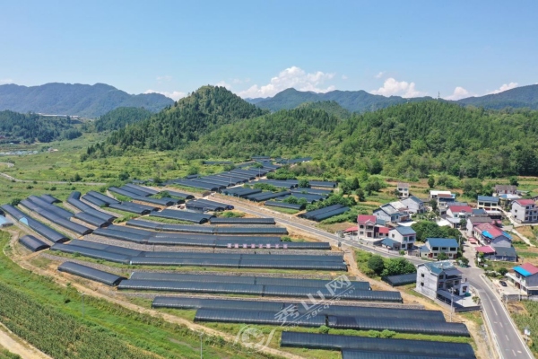 黄精育苗基地。秀山县融媒体中心供图