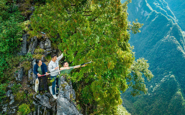雪寶山青年團隊在懸崖峭壁上採集崖柏種子。重慶市林業局供圖