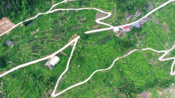 龙洞镇龙升村柑橘园。方剑摄