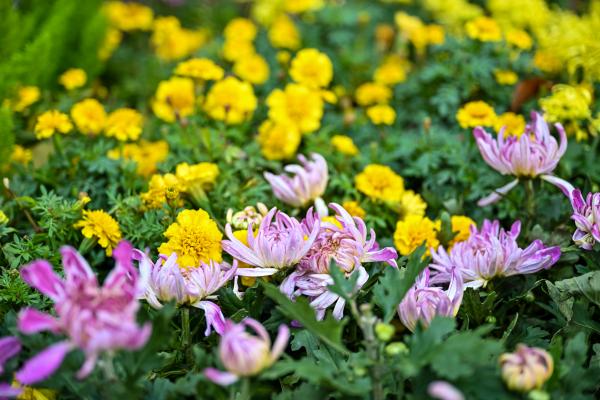 菊花绽放。崔景印摄