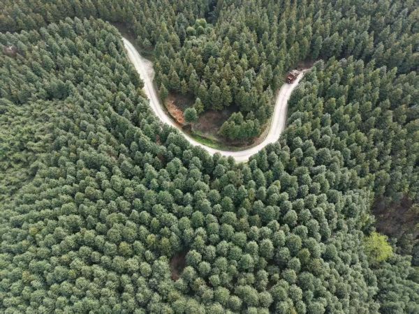 重慶市永川楠木林。農發行重慶永川支行供圖