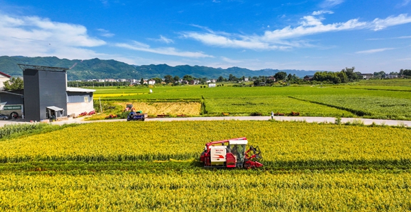 8月25日,墊江縣沙坪鎮李白村水稻制種基地,農機穿梭在稻田裡收割水稻。(資料圖片)特約攝影 龔長浩