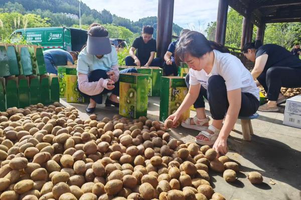 入戶幫助農戶選果、打包。郵政萬盛分公司供圖