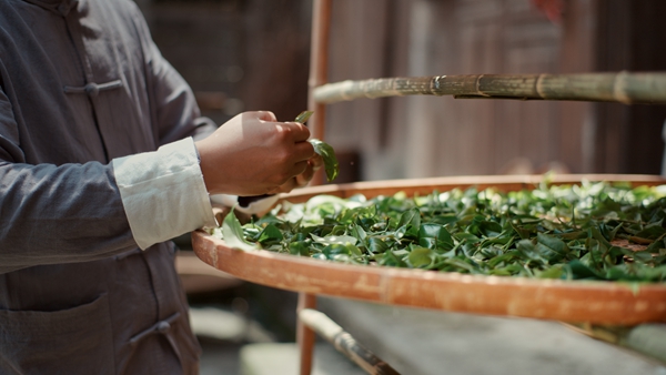 新鲜茶叶。受访者供图