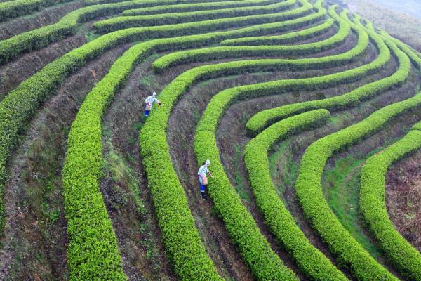 萬盛茶葉基地。萬盛經開區農村農業局供圖