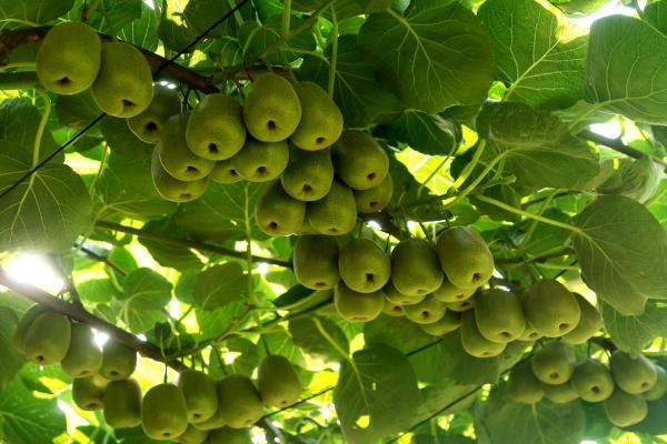 萬盛獼猴桃果實。萬盛經開區農村農業局供圖