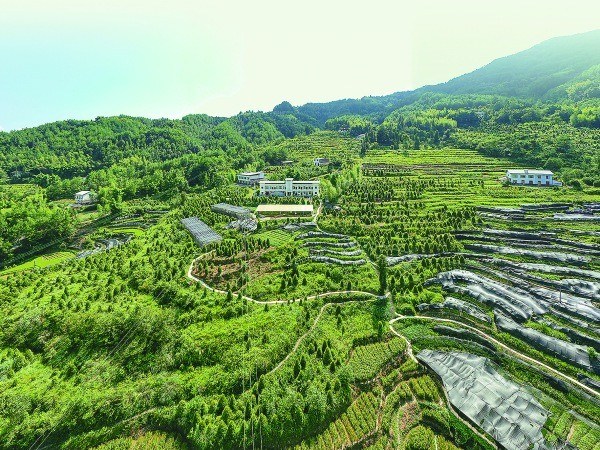 重慶雪寶山國家級自然保護區崖柏繁育科研基地。開州區融媒體中心供圖