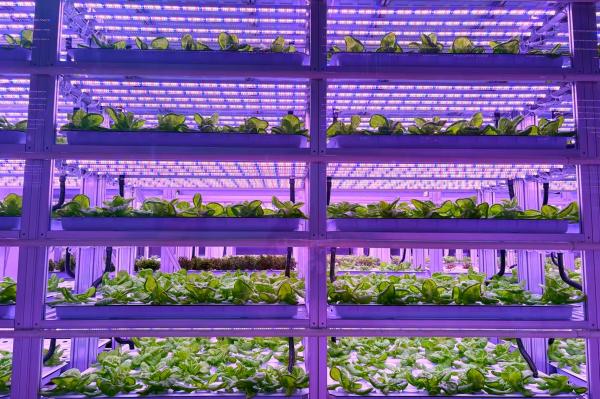 光配方下生长的生菜。惠民街道供图