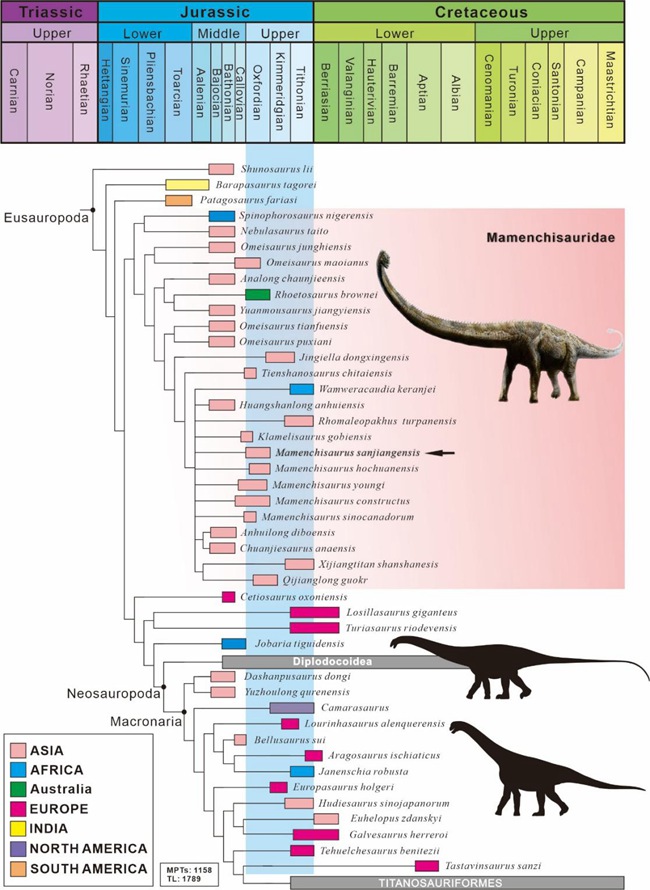 蜥脚类恐龙系统发育位置图（箭头指示三江马门溪龙所在系统发育位置）。重庆市规划和自然资源局供图