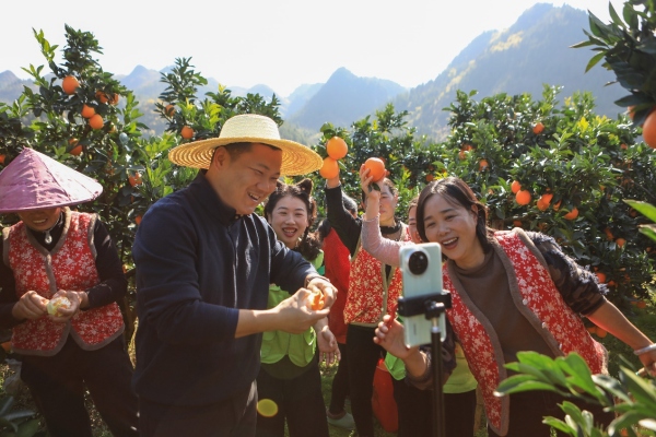 驻村第一书记、党员志愿者、社工和村民们一起正在果园直播。胡程摄