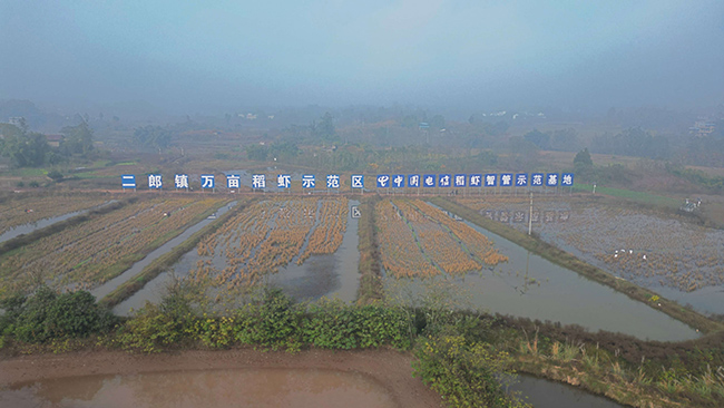 中国电信稻虾智管示范基地。重庆电信供图