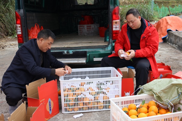 工作人员对爱媛进行套袋处理。冉立摄