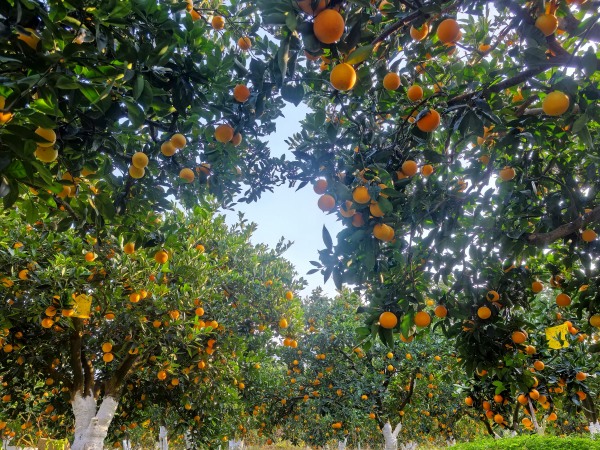 奉节脐橙正丰收。奉节县融媒体中心供图