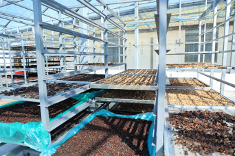 正在晒制的黄精。向诗佳摄