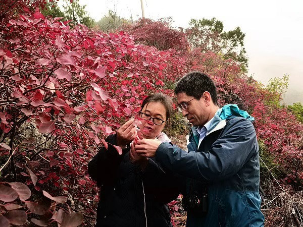 紅葉營養調控后病斑情況。重慶市林業局供圖