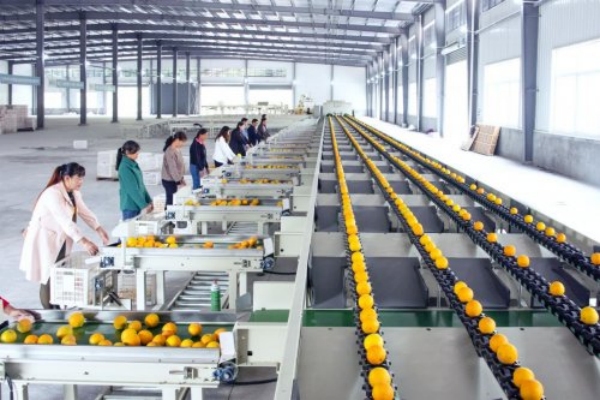 柑橘生产线。双龙镇供图