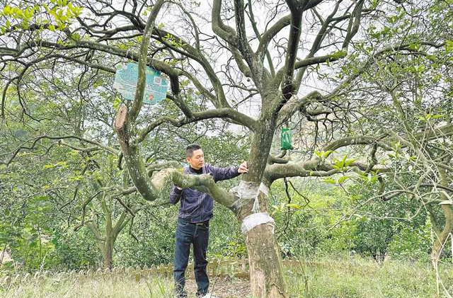 罗小中正在查看百年枳壳树的状况。记者 张亦筑 摄/视觉重庆