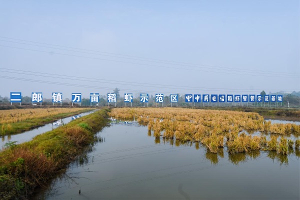 合川区二郎镇万亩稻虾示范区。重庆电信供图